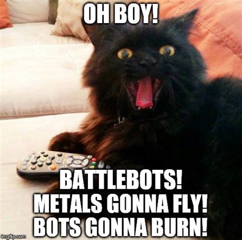 mp cat bot|cat bot meme.